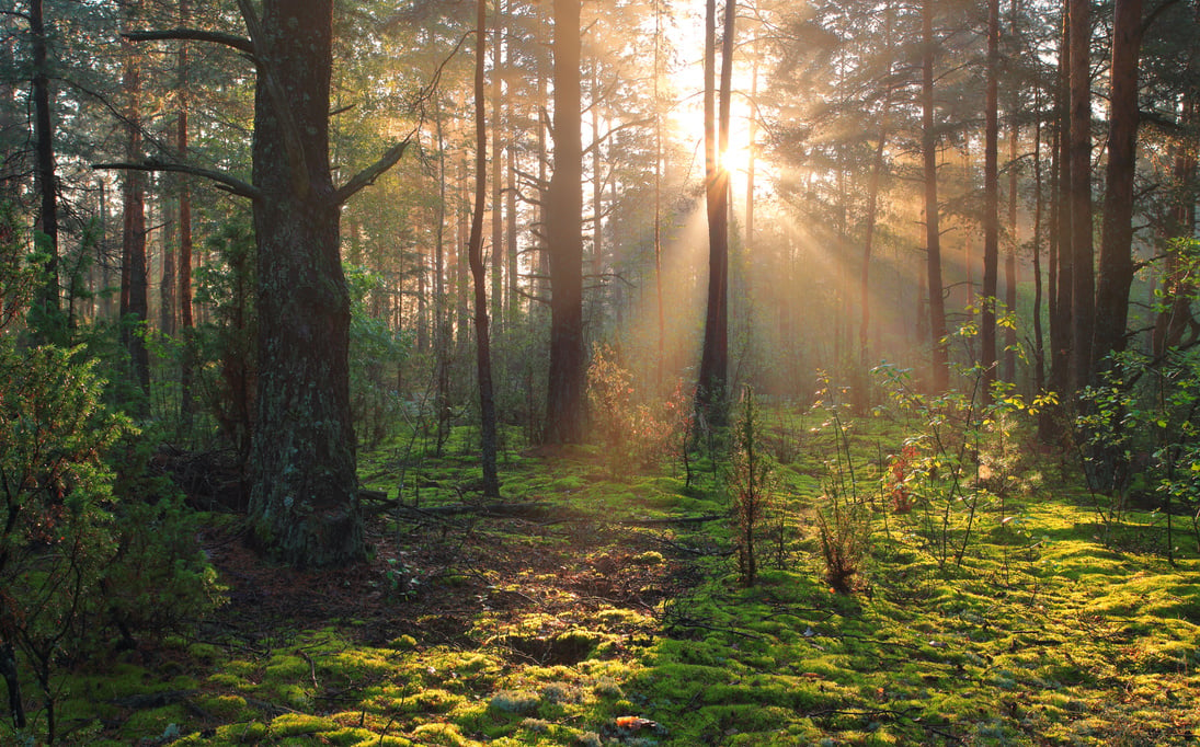 Sunny forest nature